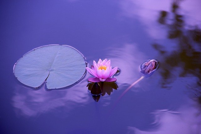 lotus-g42788bb76_640
